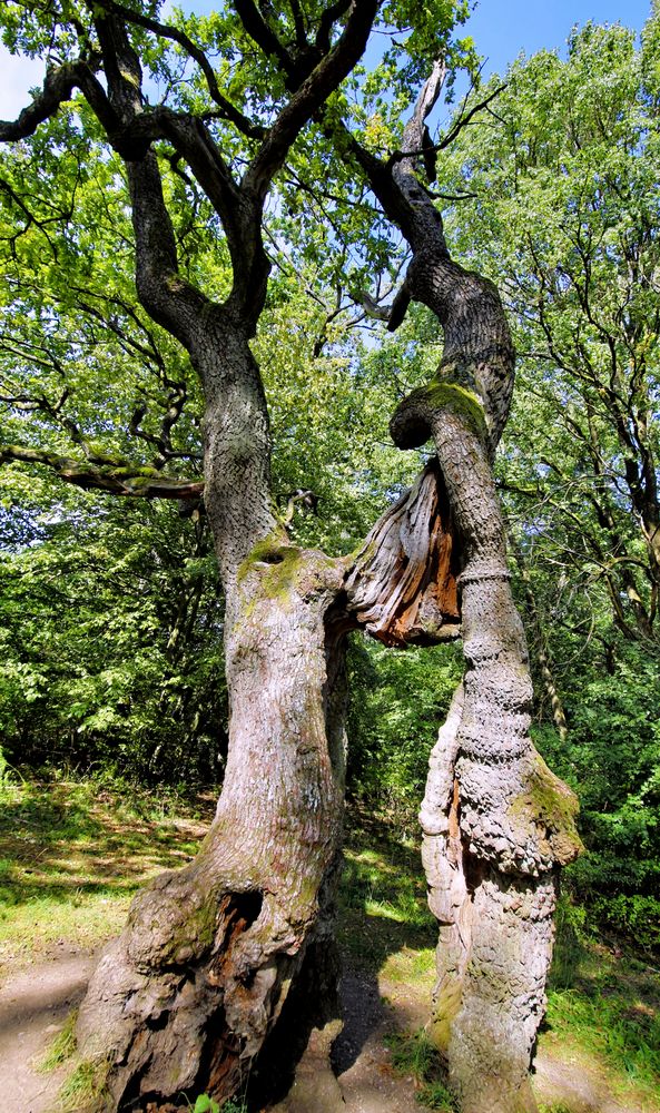 Naturdenkmal Betteleiche