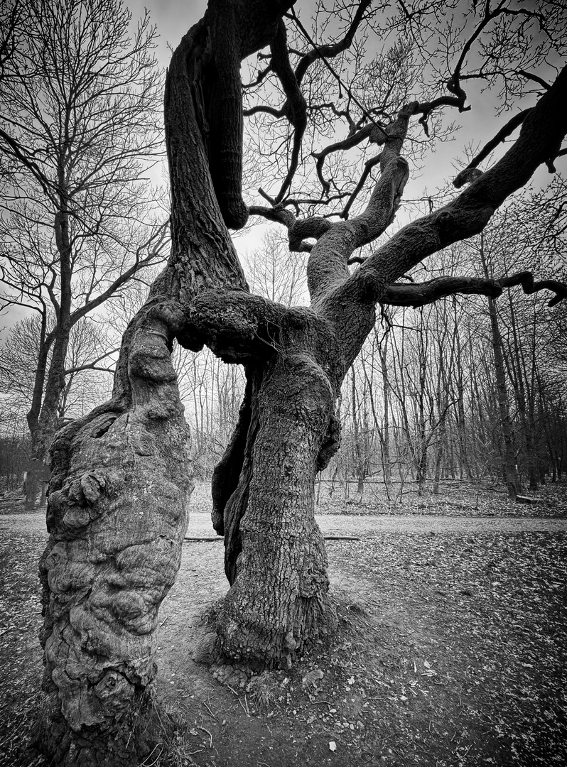 Naturdenkmal Betteleiche im NP Hainich