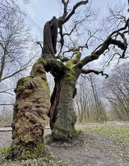 Naturdenkmal Betteleiche im NP Hainich