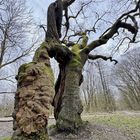 Naturdenkmal Betteleiche im NP Hainich