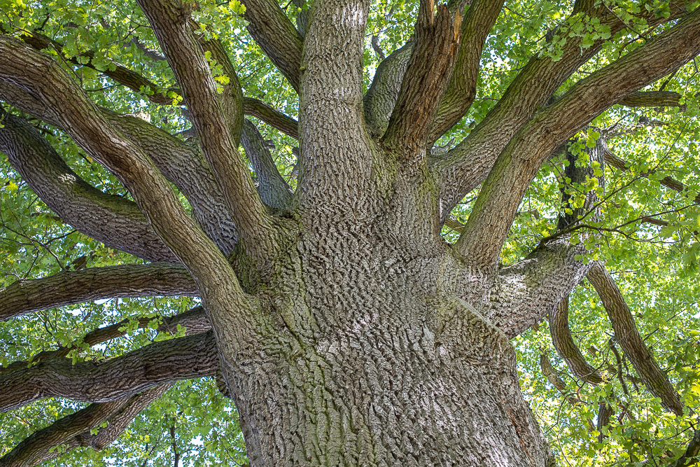 Naturdenkmal