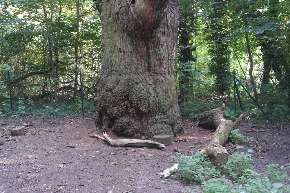 Naturdenkmal Dicke Marie