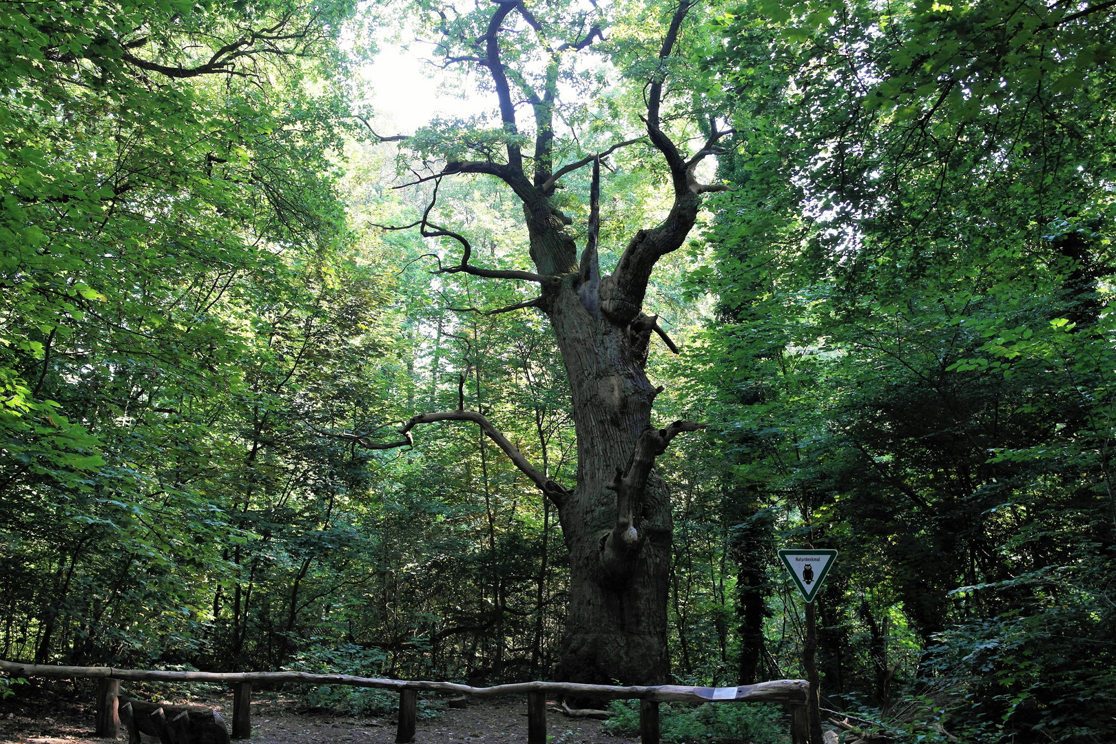 Naturdenkmal Dicke Marie