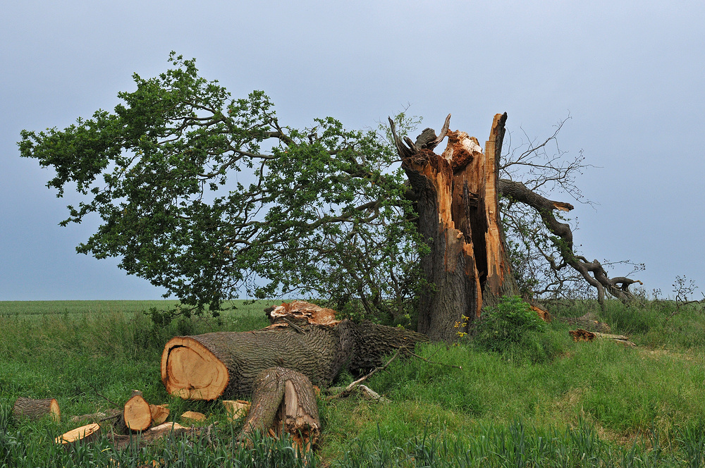 Naturdenkmal Eiche: Zerbrochen im Sturm 02