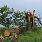 Naturdenkmal Eiche: Zerbrochen im Sturm 02