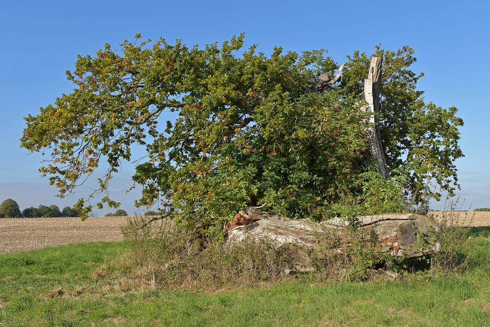 Naturdenkmal Eiche: Zerbrochen im Sturm 03