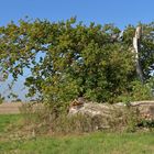 Naturdenkmal Eiche: Zerbrochen im Sturm 03