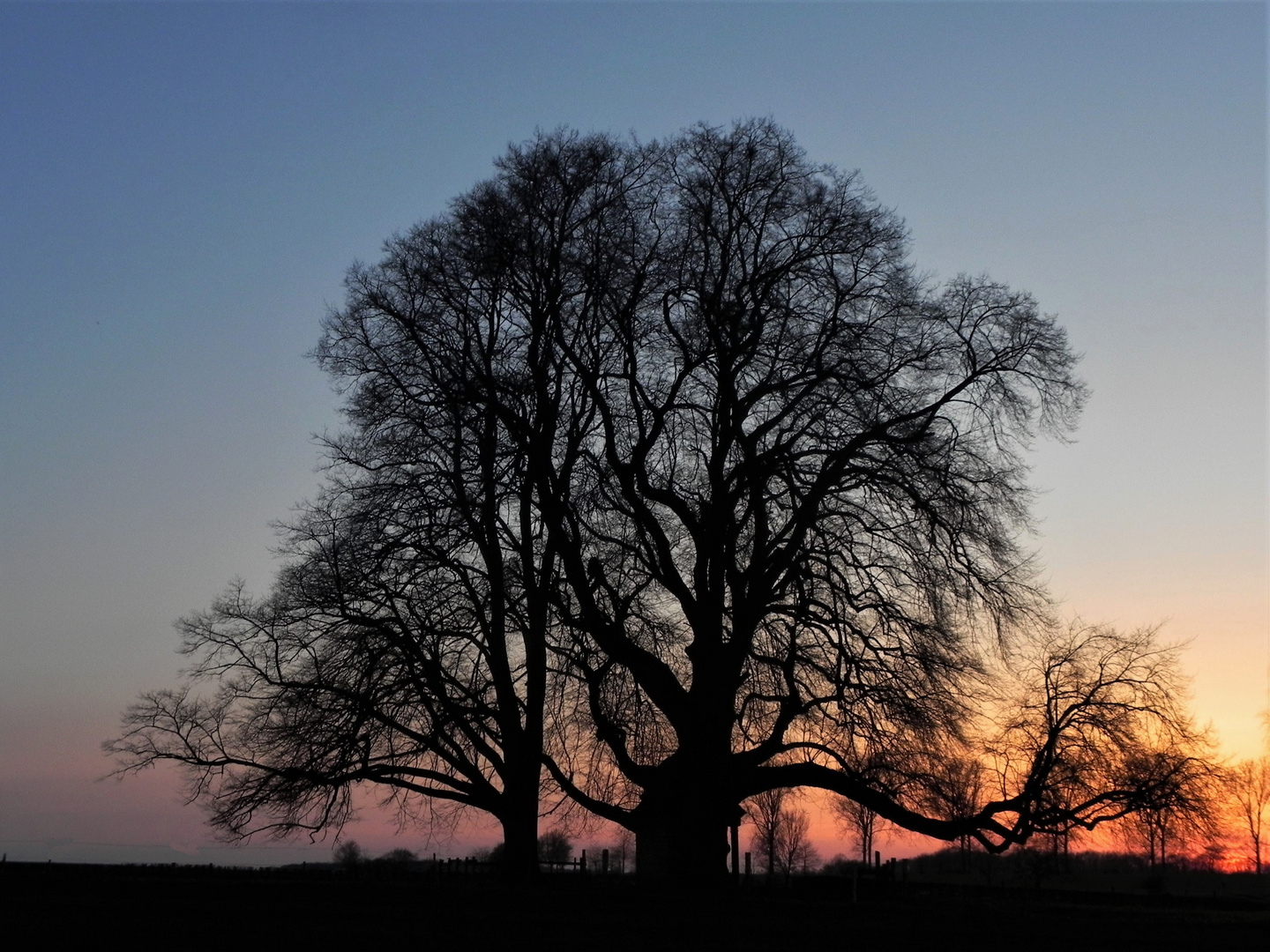 Naturdenkmal in der Abenddämmerung