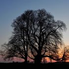 Naturdenkmal in der Abenddämmerung