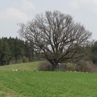 Naturdenkmal in voller Pracht