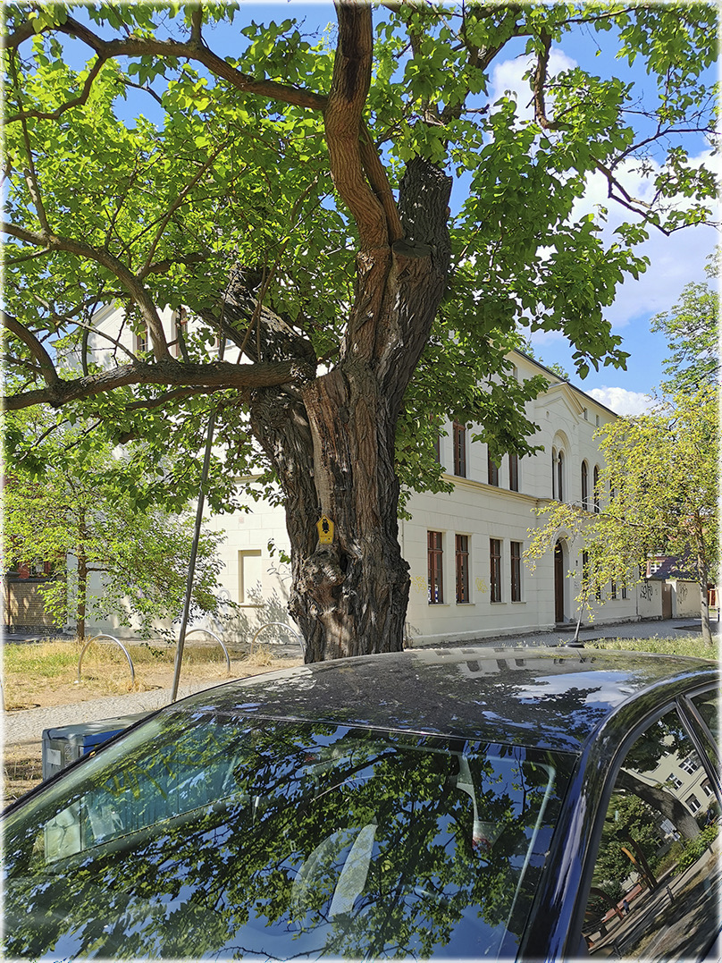 Naturdenkmal Maulbeerbaum