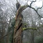 Naturdenkmal Neuenburger Wald