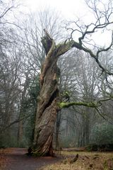 Naturdenkmal Neuenburger Wald