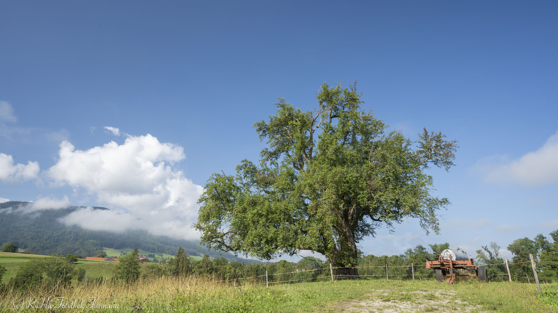 Naturdenkmal - riesiger Birnbaum