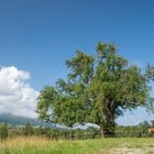 Naturdenkmal - riesiger Birnbaum