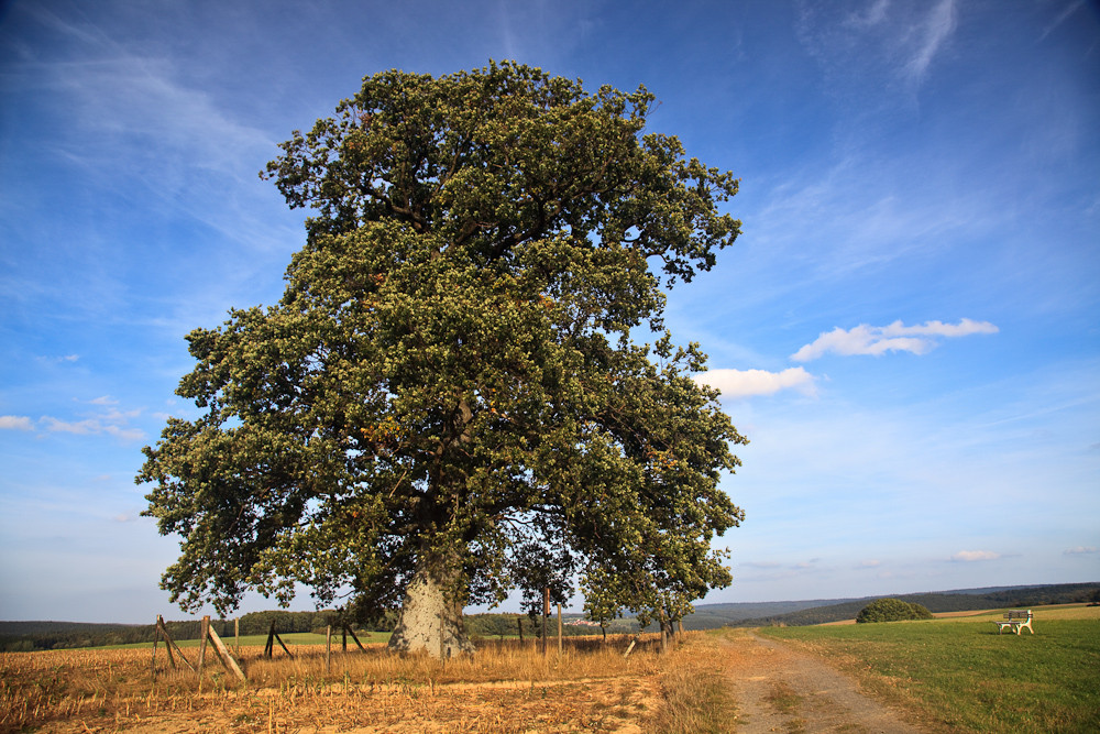 Naturdenkmal Russeneiche