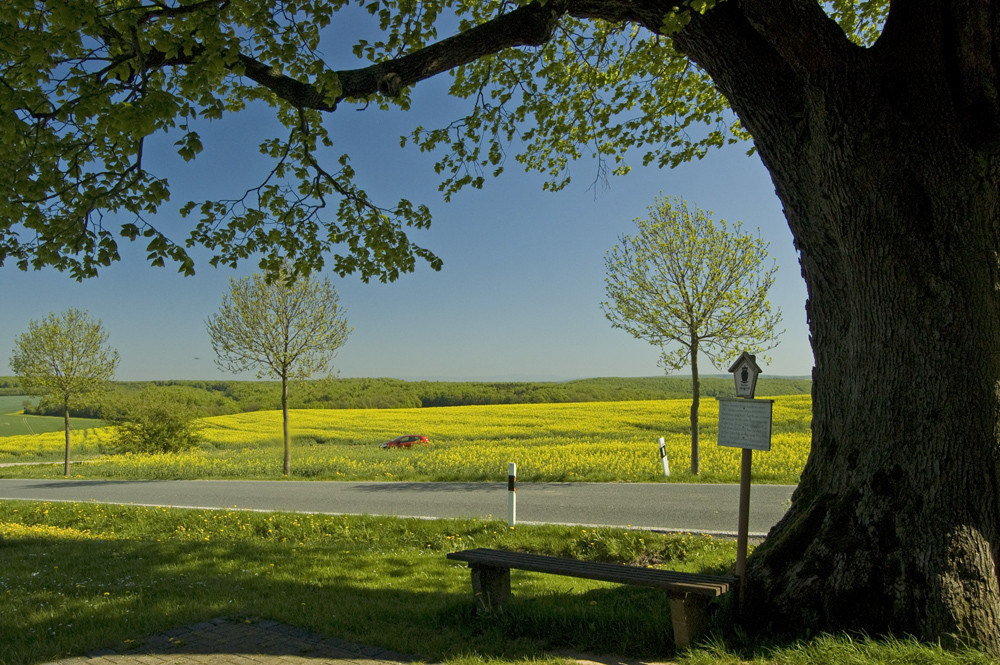 Naturdenkmal Sommerlinde