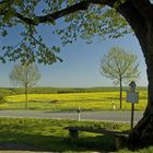 Naturdenkmal Sommerlinde