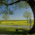 Naturdenkmal Sommerlinde