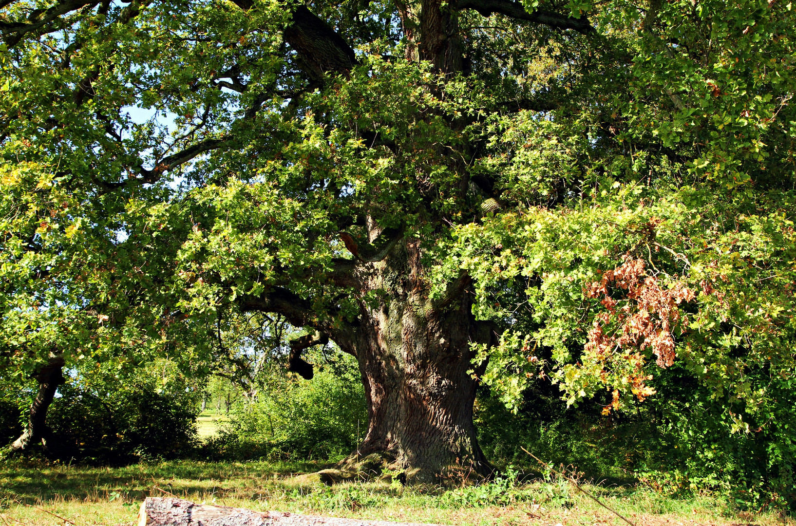 Naturdenkmal Sulzeiche