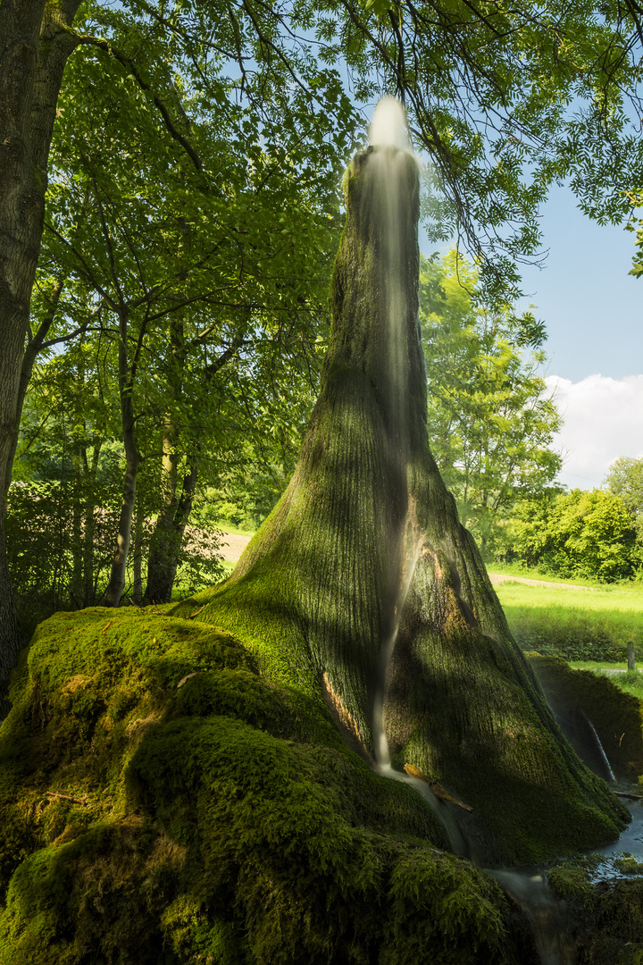 Naturdenkmal Wasserbaum