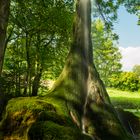 Naturdenkmal Wasserbaum