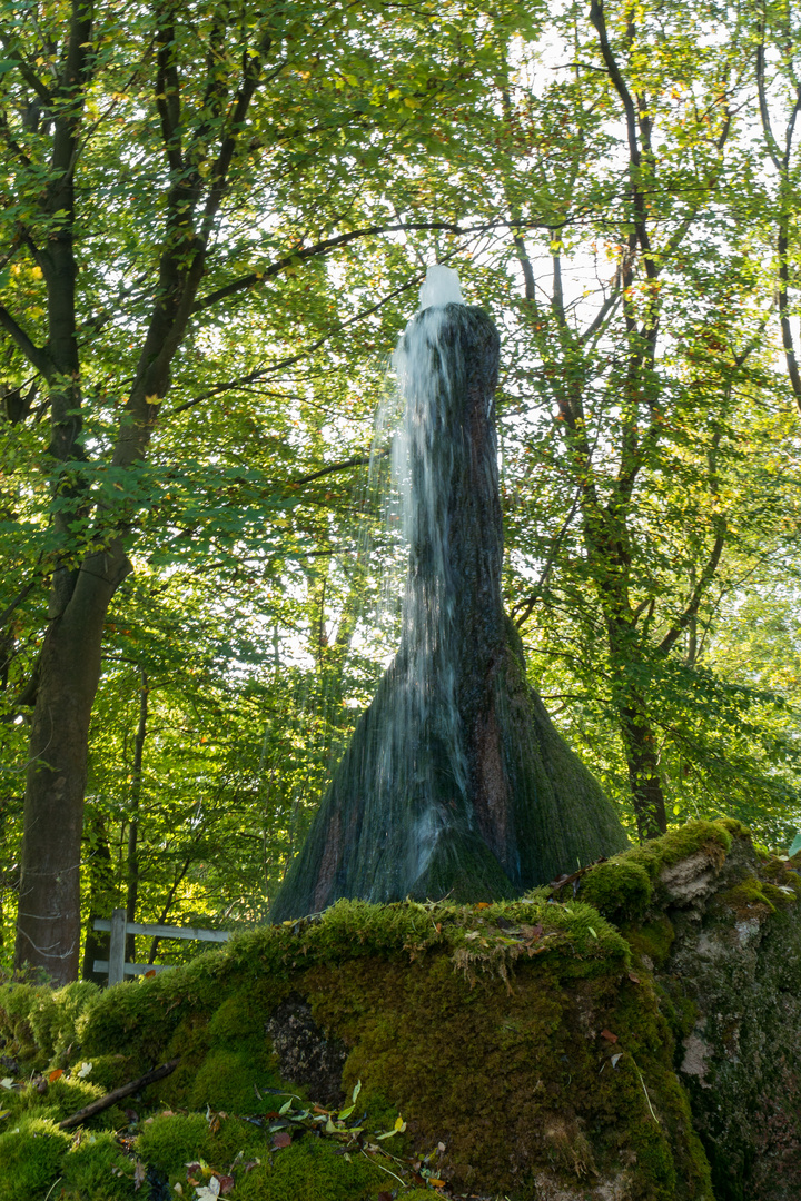 Naturdenkmal - Wasserbaum