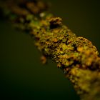 Naturdetails (1)