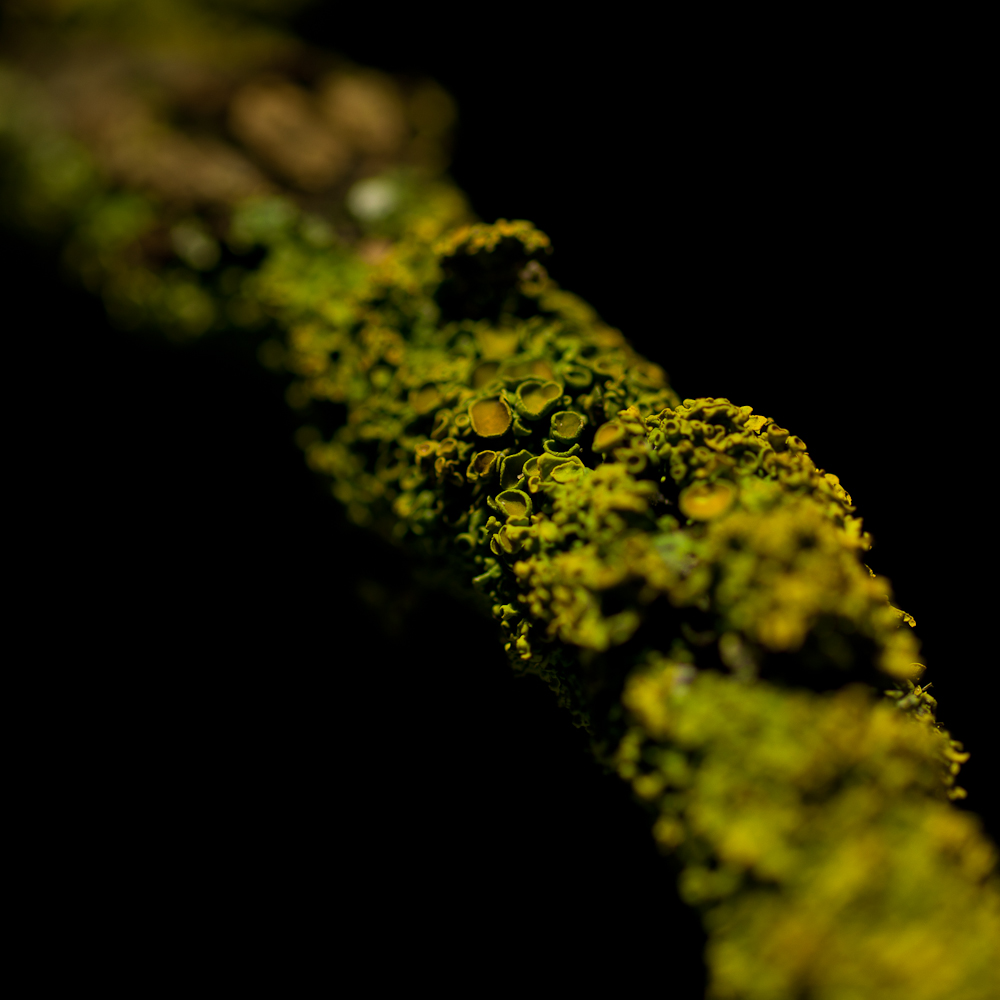 Naturdetails (2)