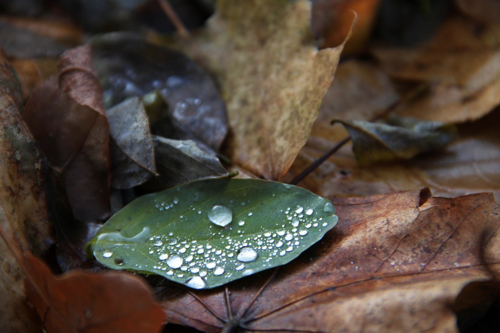 Naturdiamanten