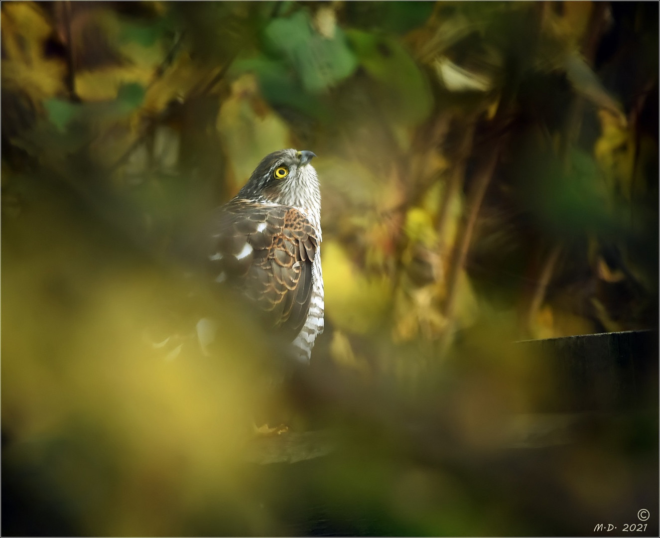 Naturdoku: Die Warnrufe der Singvögel ...