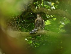 Naturdoku: Ich hörte die Warnrufe der Vögel ......