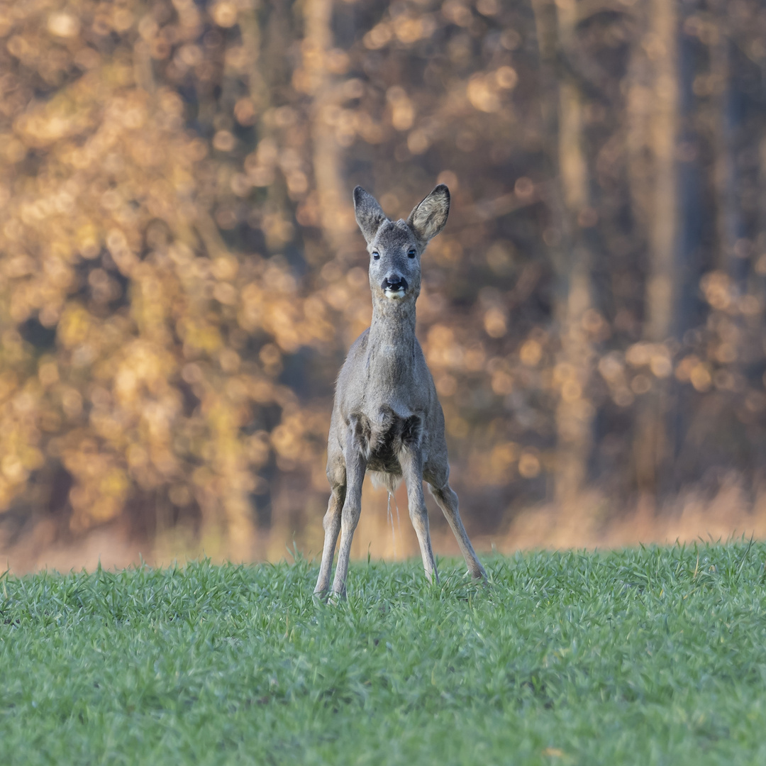 Naturdünger