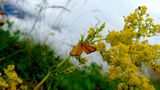 Nature à l'état pur. de FredUranie 