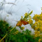 Nature à l'état pur.