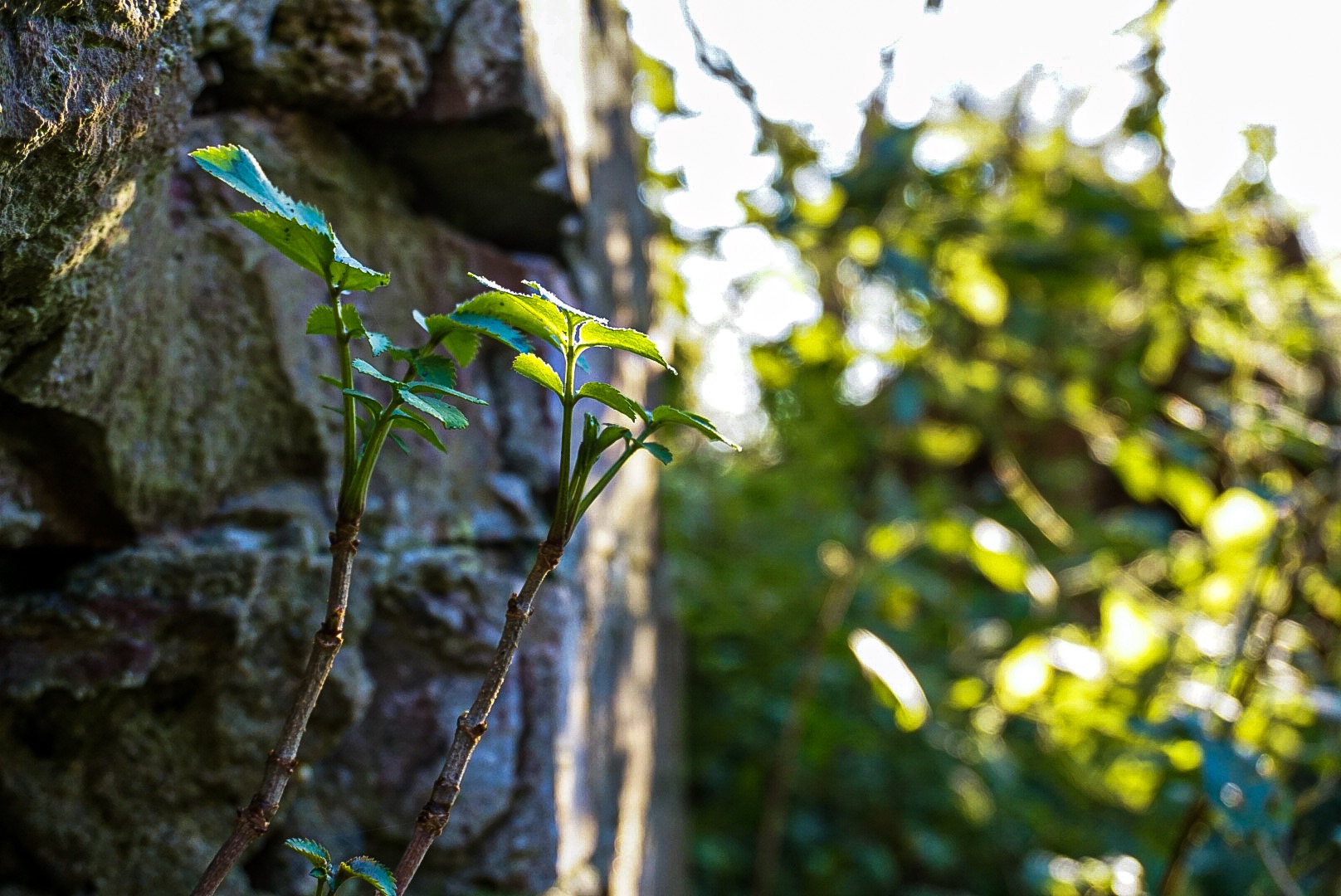 Nature against War