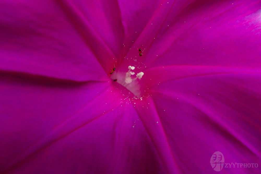 nature and flowers