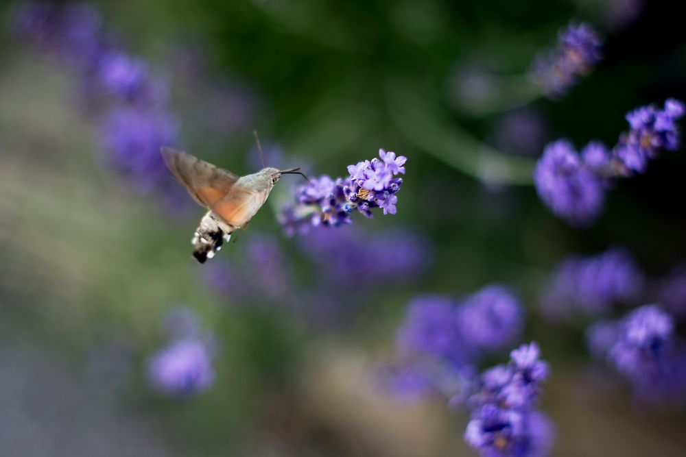 Nature at its best von Judith Mareich 