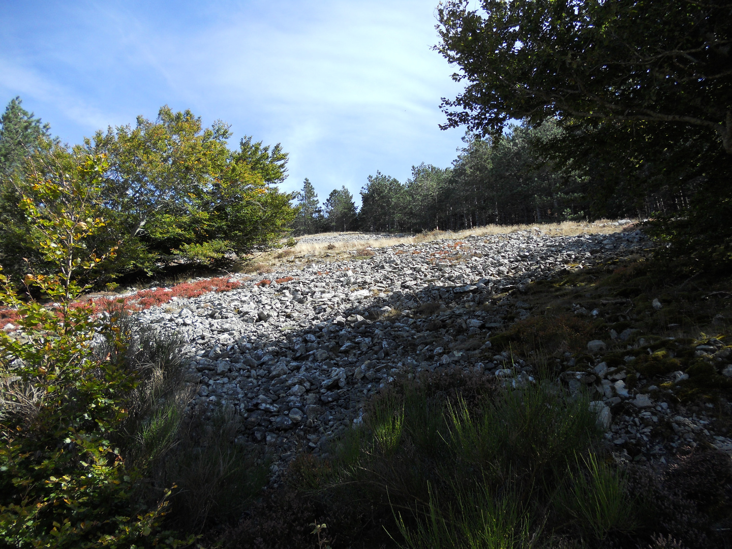 nature avec cailloux