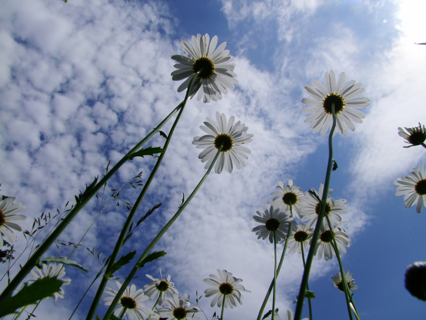 Nature between heaven and earth