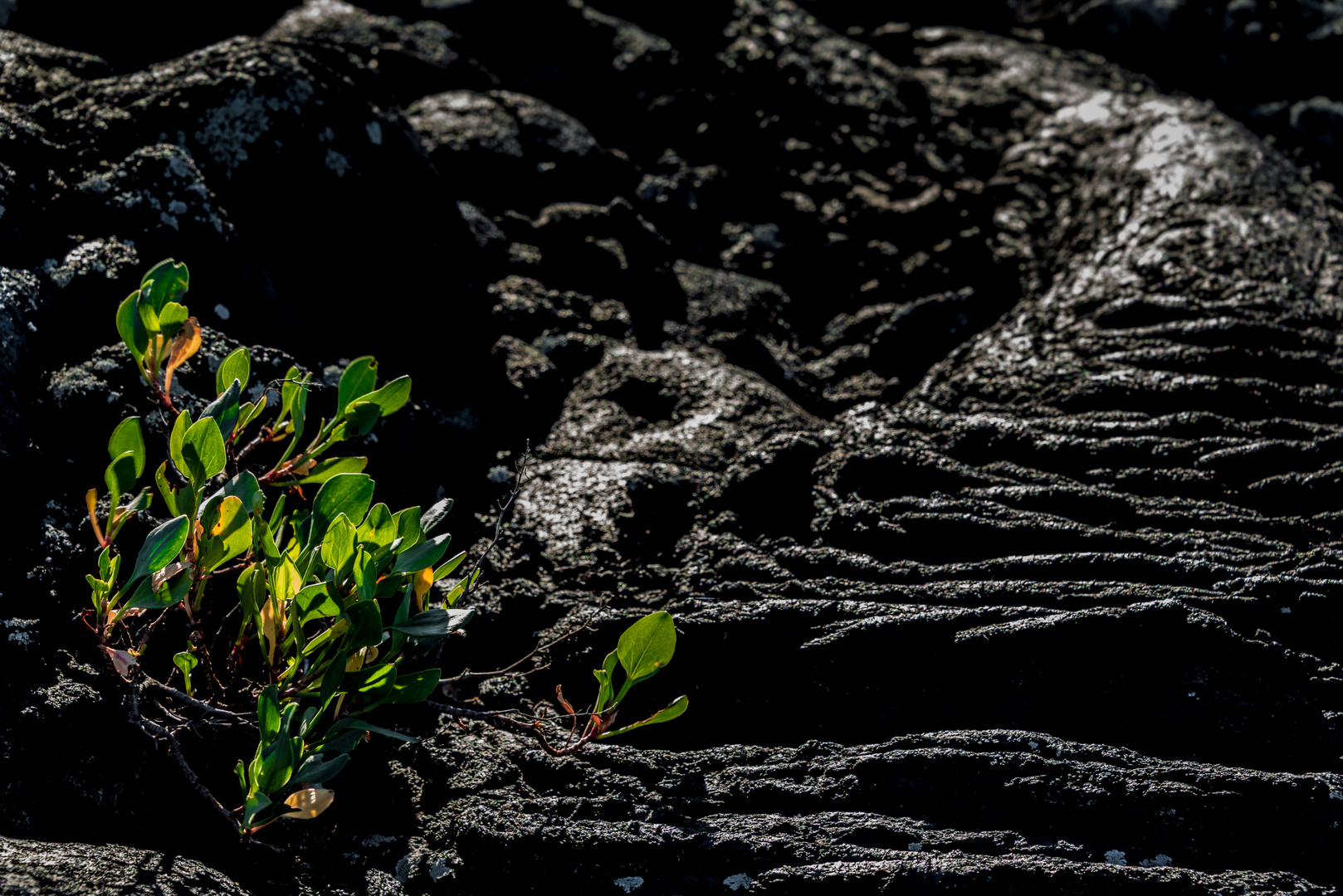 Nature. Black And Green