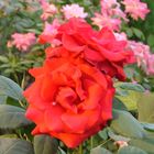 nature color