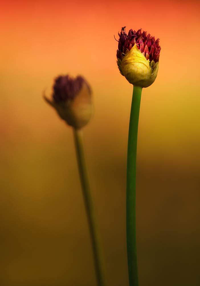 NATURE COLORS