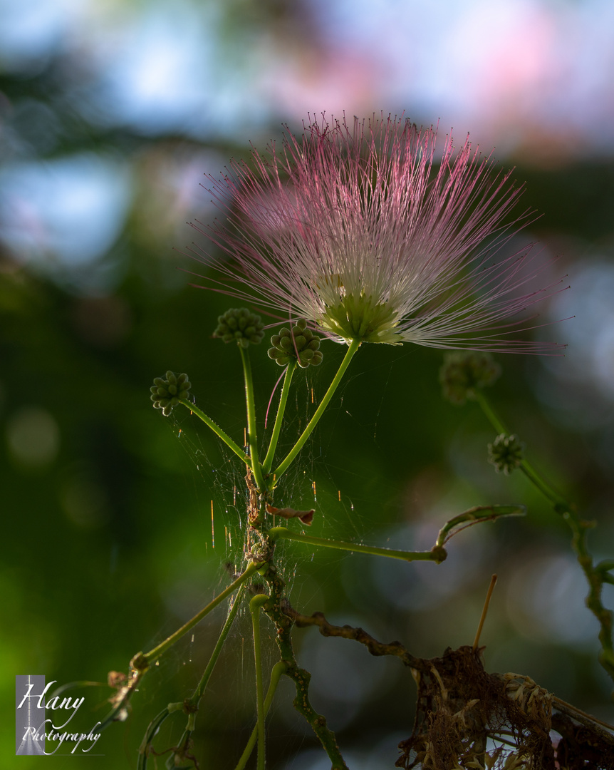 Nature Colours 