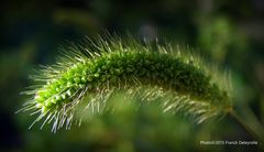 Nature d'Ardèche