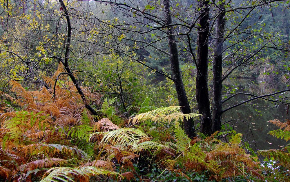 nature d'automne