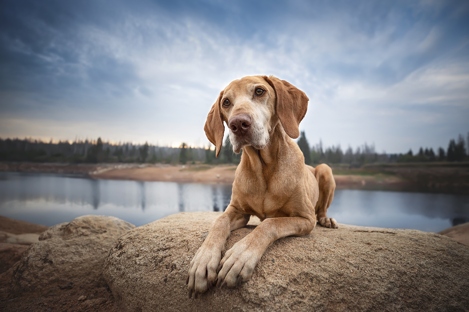 Nature Dog