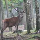 Nature et naturel avant l'automne