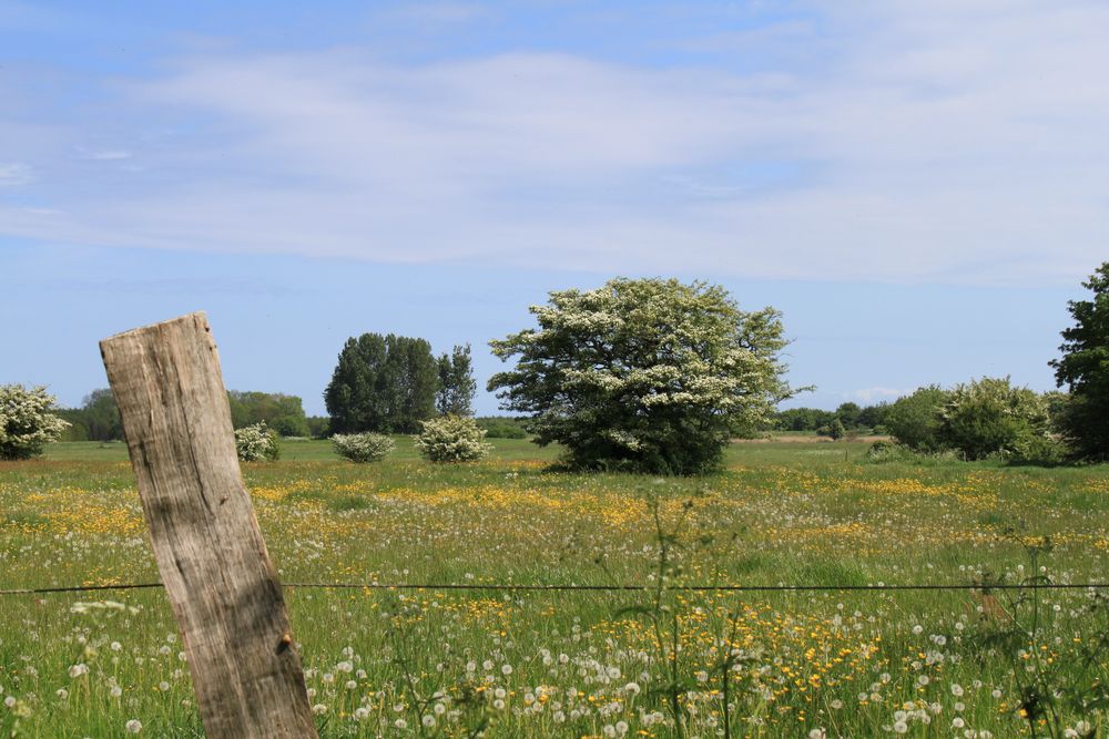 nature von Silvio Tschörtner 