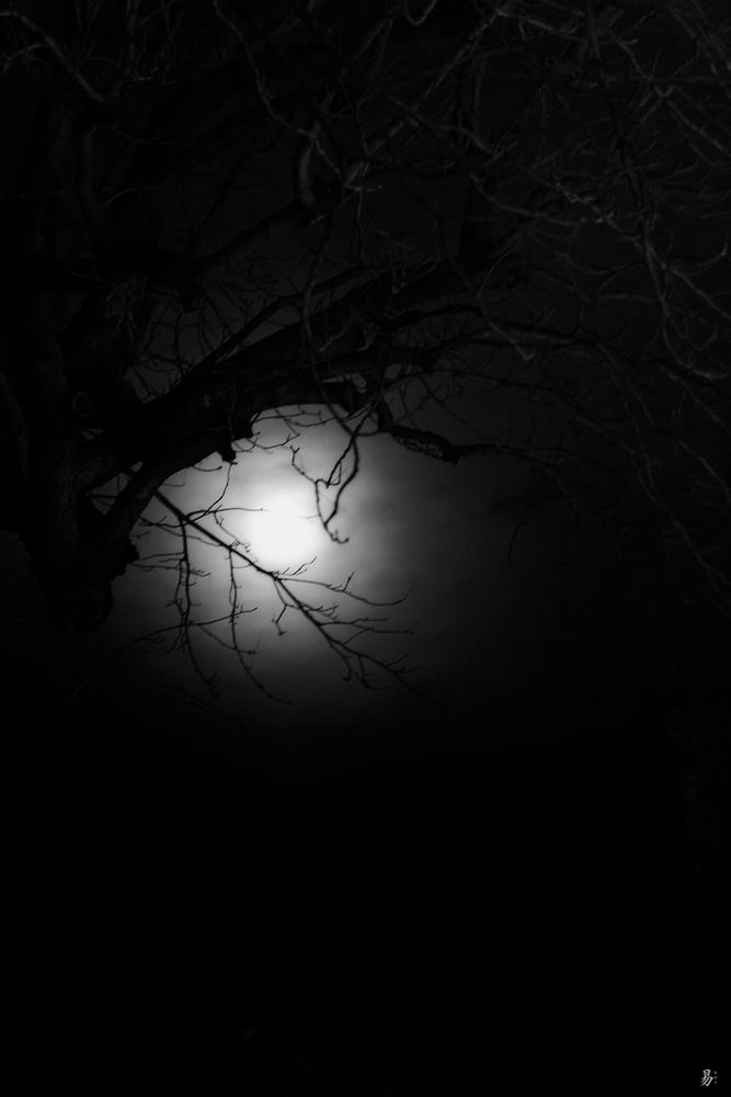 nature fine night - moonlight eye